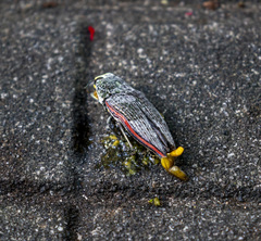 Lampetis roseocarinata