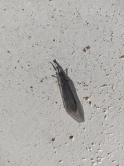 Acanthaclisini