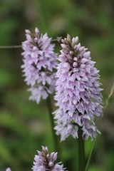 Dactylorhiza fuchsii