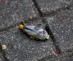 Lampetis roseocarinata