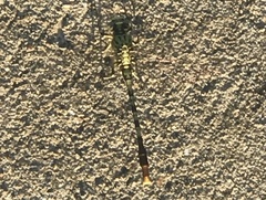 Arigomphus submedianus