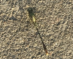 Arigomphus submedianus