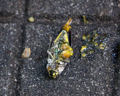 Lampetis roseocarinata