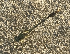 Arigomphus submedianus