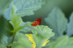 Parvospila lucianus