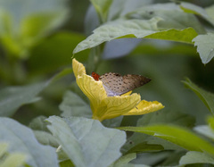 Parvospila lucianus