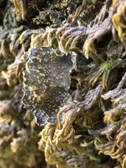Pseudocyphellaria citrina