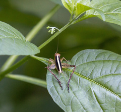 Eneoptera