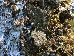 Pseudocyphellaria citrina