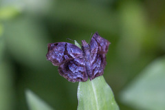 Helias phalaenoides
