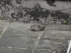 Caprimulgus affinis stictomus