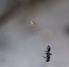 Latrodectus geometricus