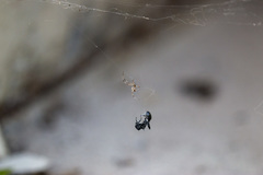 Latrodectus geometricus
