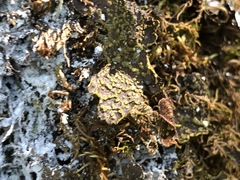 Pseudocyphellaria citrina