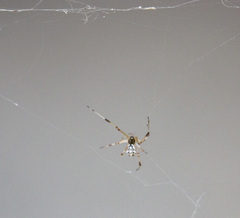 Latrodectus geometricus