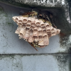 Mischocyttarus basimacula
