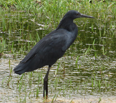 Egretta ardesiaca