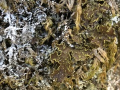Pseudocyphellaria citrina