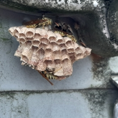 Mischocyttarus basimacula