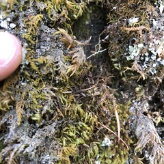 Psoroma hypnorum