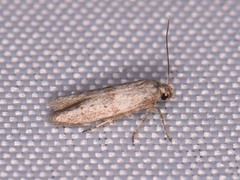 Hypatopa punctiferella