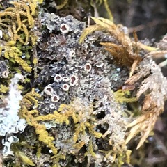 Psoroma hypnorum