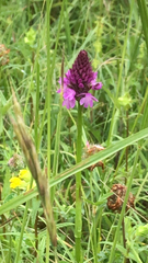 Anacamptis pyramidalis