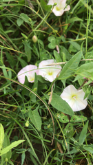 Convolvulus arvensis