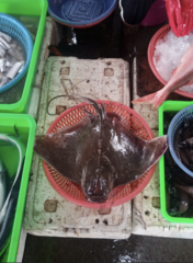 Japanese Eagle Ray photo 4