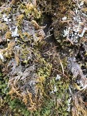 Psoroma hypnorum