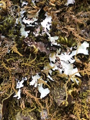 Pseudocyphellaria citrina