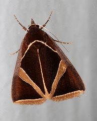 Agamana conjungens