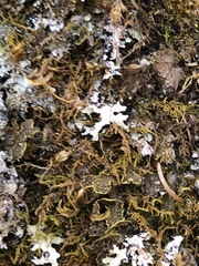 Pseudocyphellaria citrina