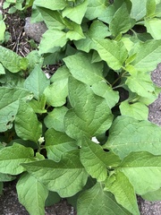 Alkekengi officinarum