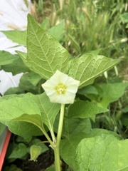 Alkekengi officinarum