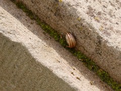 Helicella itala