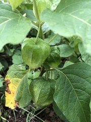 Alkekengi officinarum