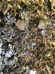 Pseudocyphellaria citrina
