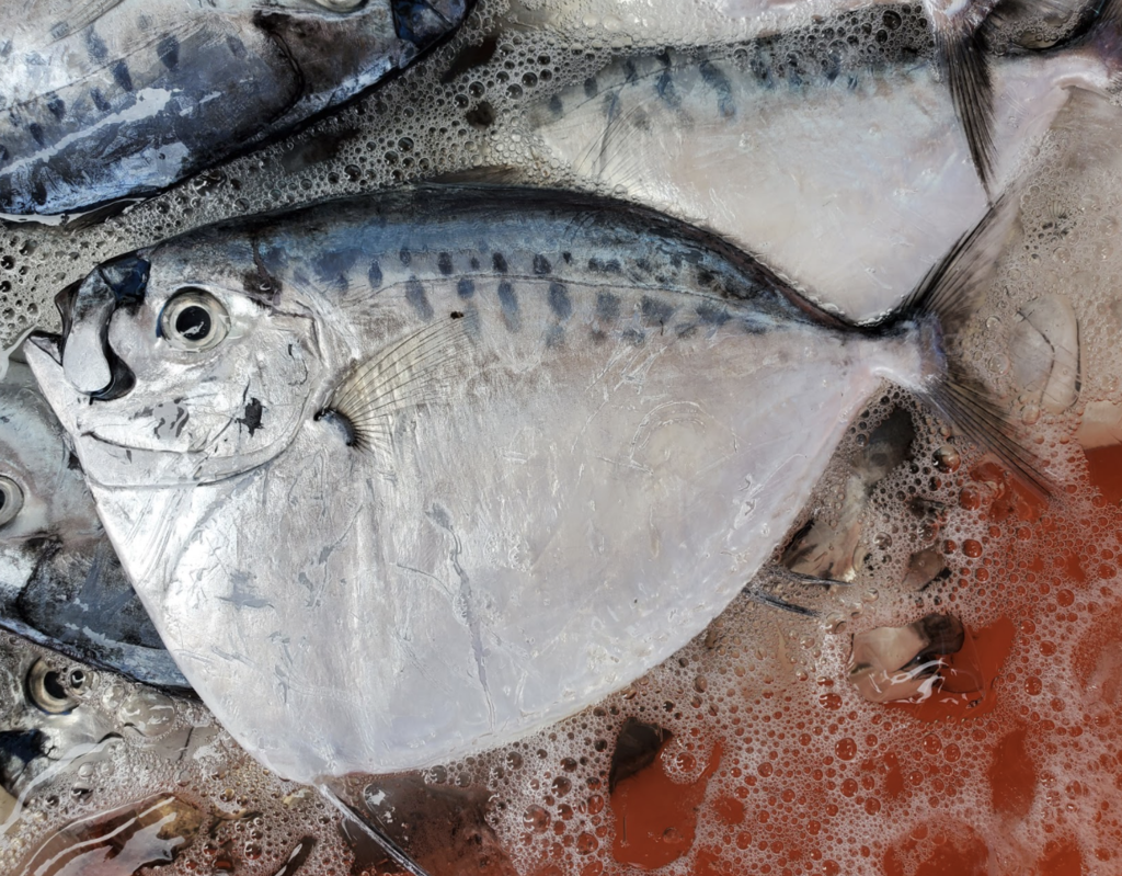 Moonfish