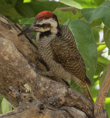 Chloropicus namaquus