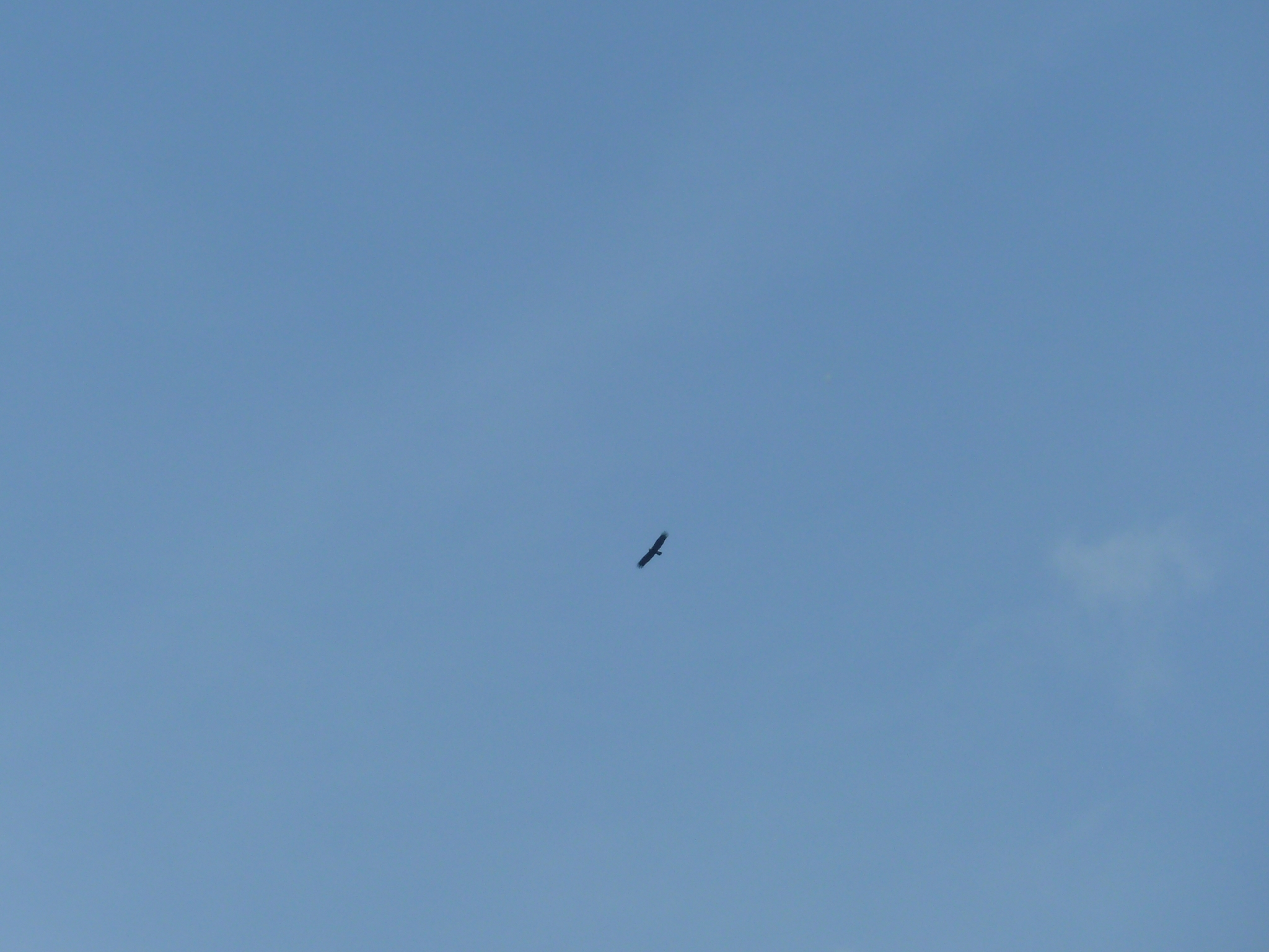 Eastern Imperial Eagle