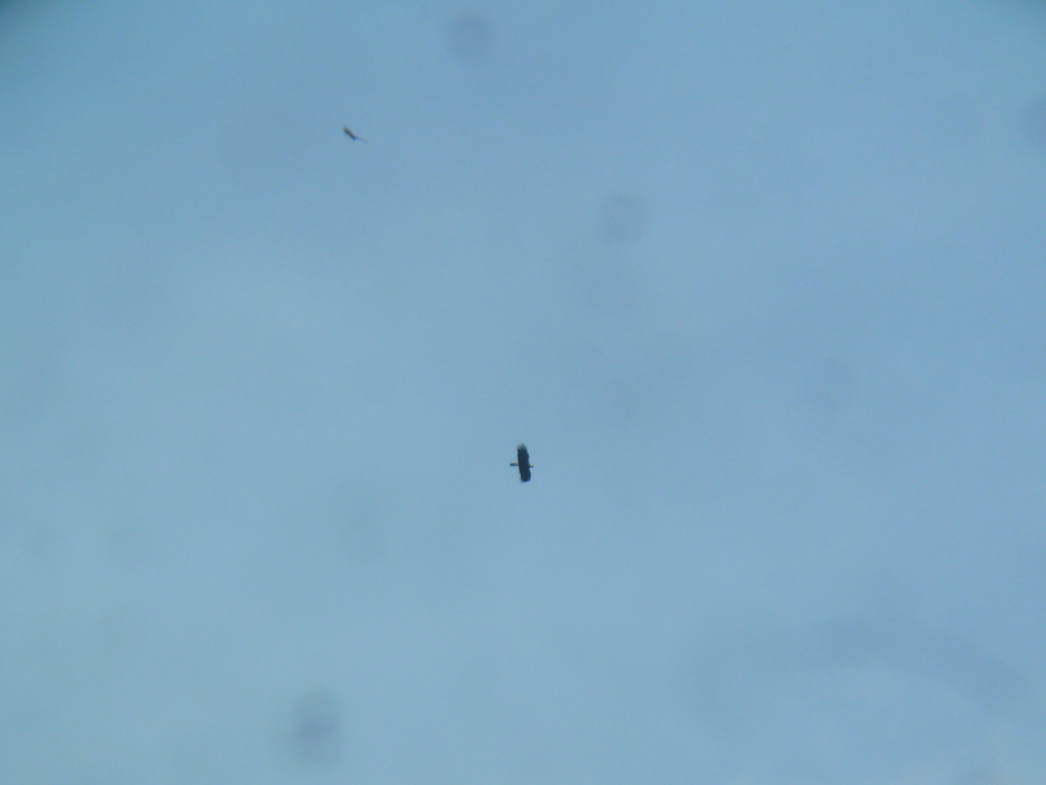 Eastern Imperial Eagle