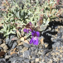 Penstemon purpusii