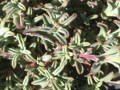 Penstemon purpusii