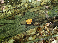 Pleuroflammula multifolia