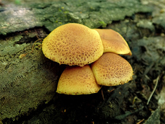 Pleuroflammula multifolia