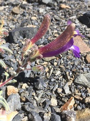 Penstemon purpusii