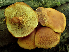 Pleuroflammula multifolia