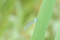 Coenagrion puella