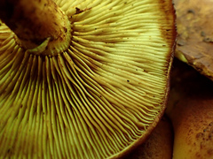 Pleuroflammula multifolia